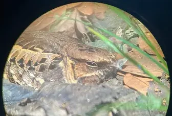 snake in naural habitad in manuel antonio