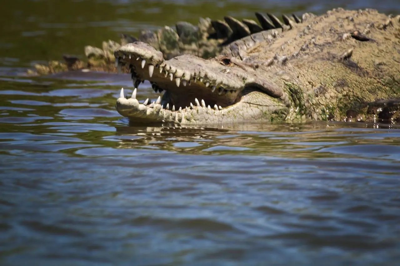 tarcoles crocodile tour