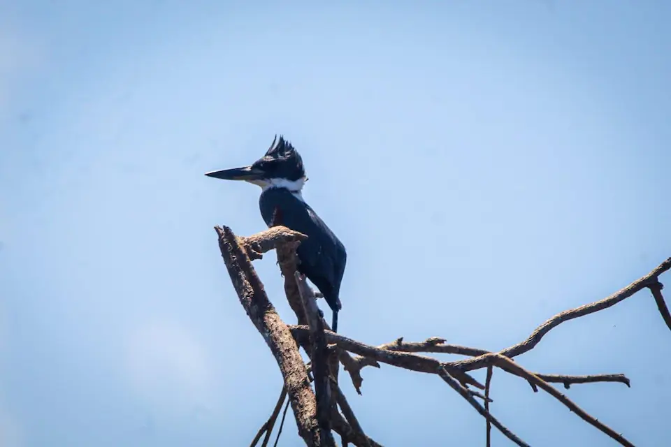 bird waching in tarcoles tour