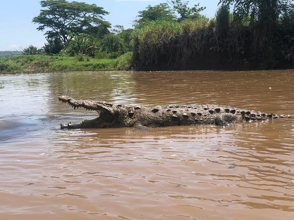 crocodile tour jaco costa rica