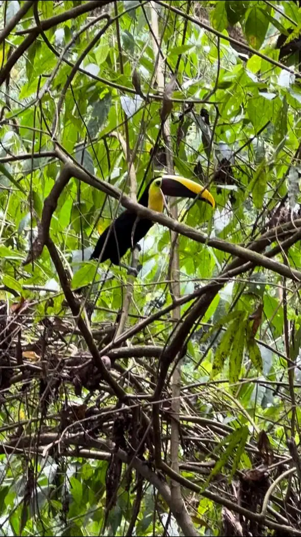 tukan in monkey mangrove tour jaco