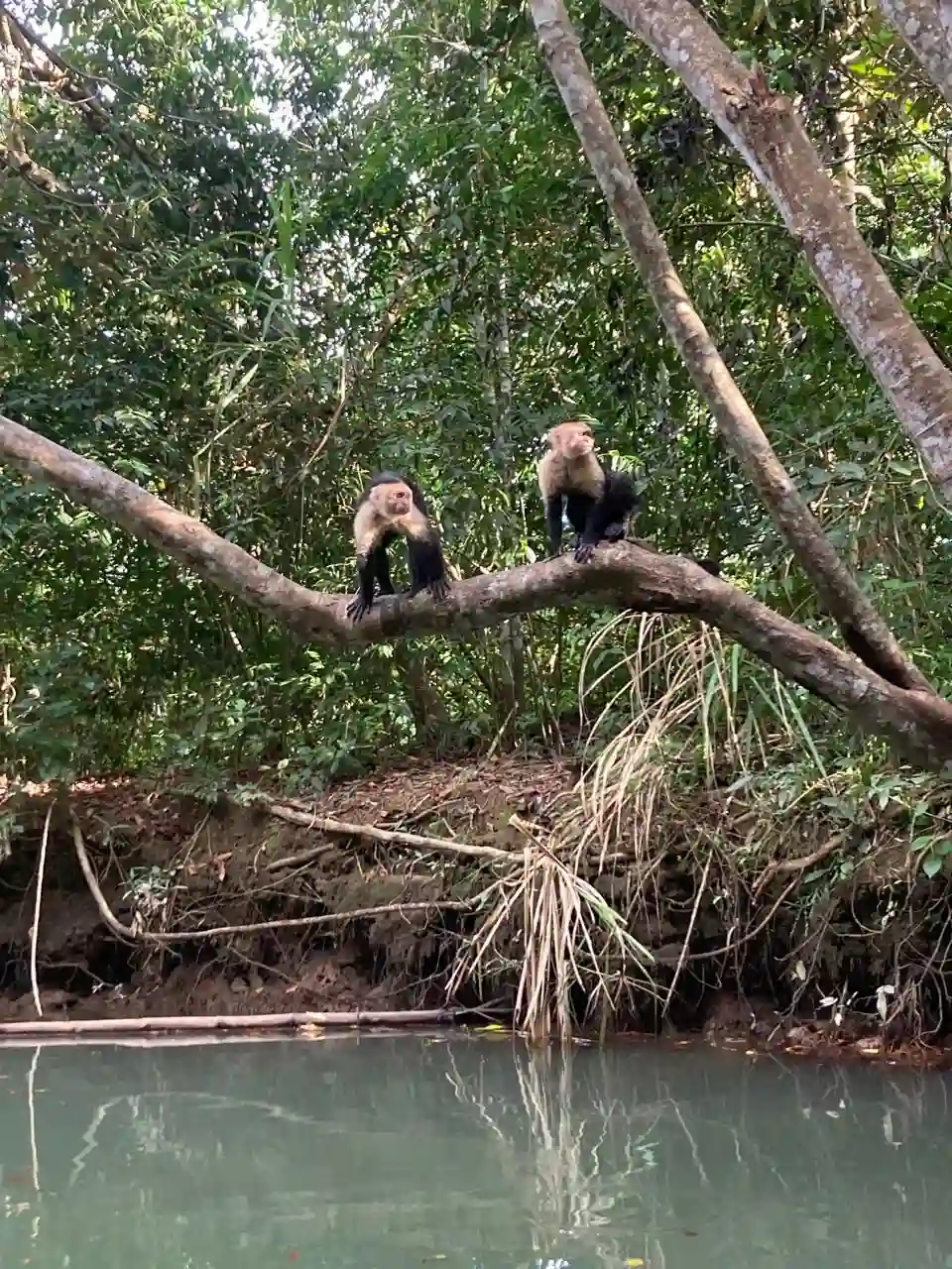 mangrove monkey tour jaco
