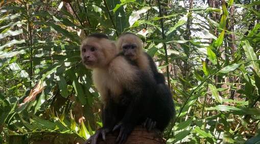 monkey mangrove tour