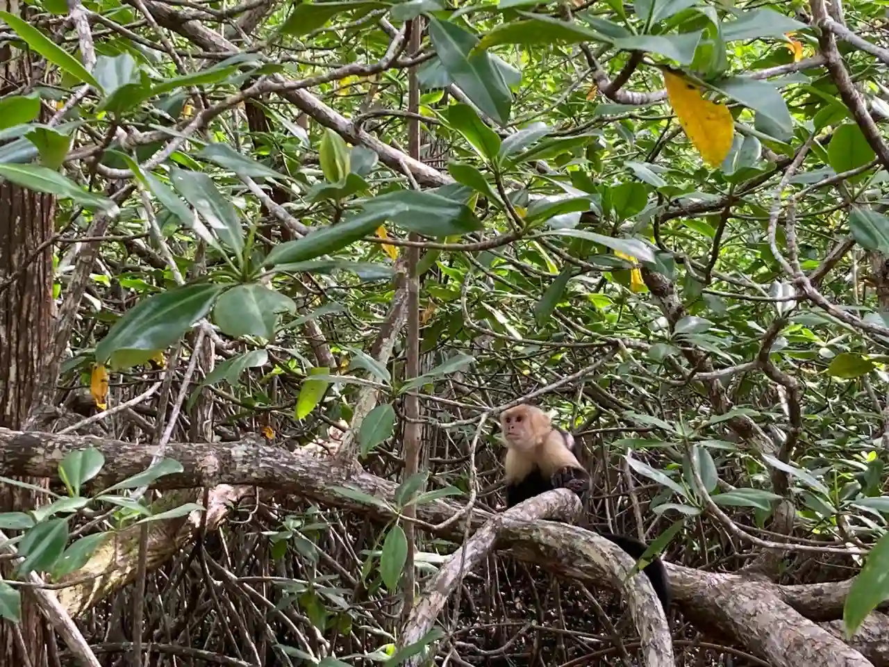 monkey mangrove tour