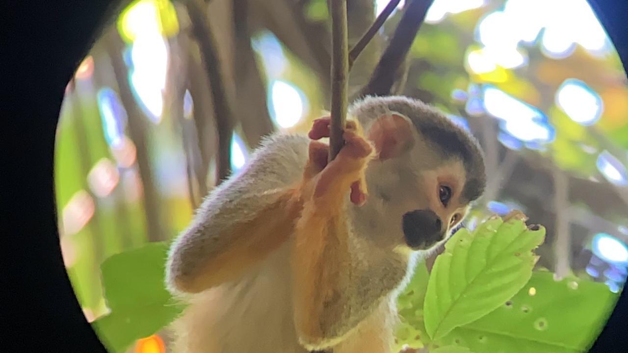 monkey in manuel antonio beach
