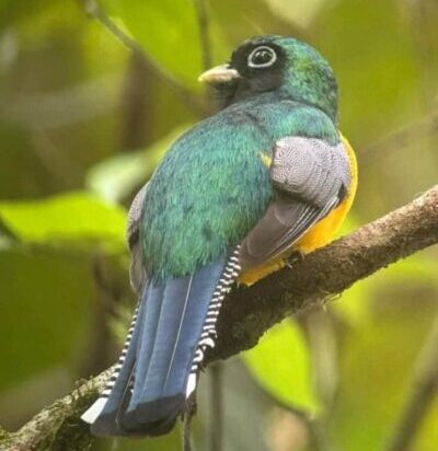 bird watching carara park