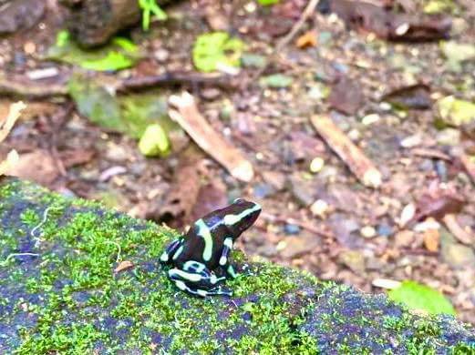 frog carara national park