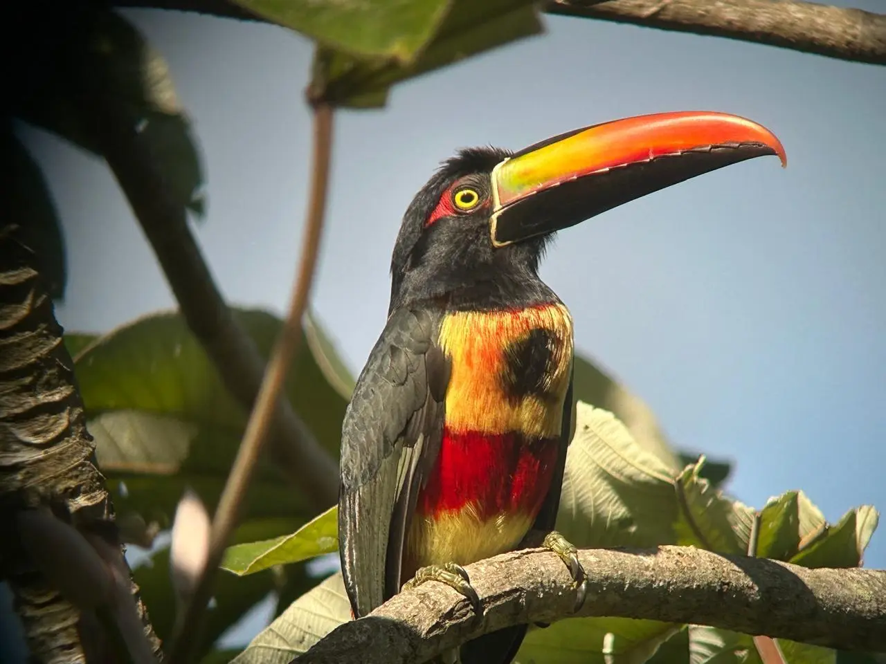 Collared Aracari toucan with a bright orange beak and red-and-yellow chest feathers perched on a tree branch against a blue sky at Carara National Park.