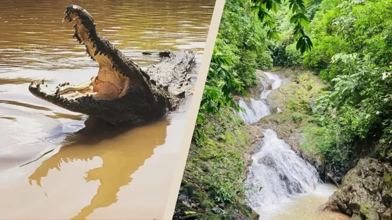 Waterfalls and Crocodiles Tour