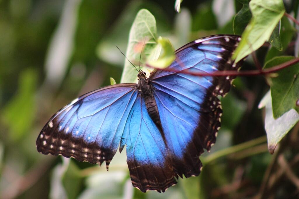 Blue morpho butterfly at La Paz Waterfall Gardens near Poás Volcano, Costa Rica