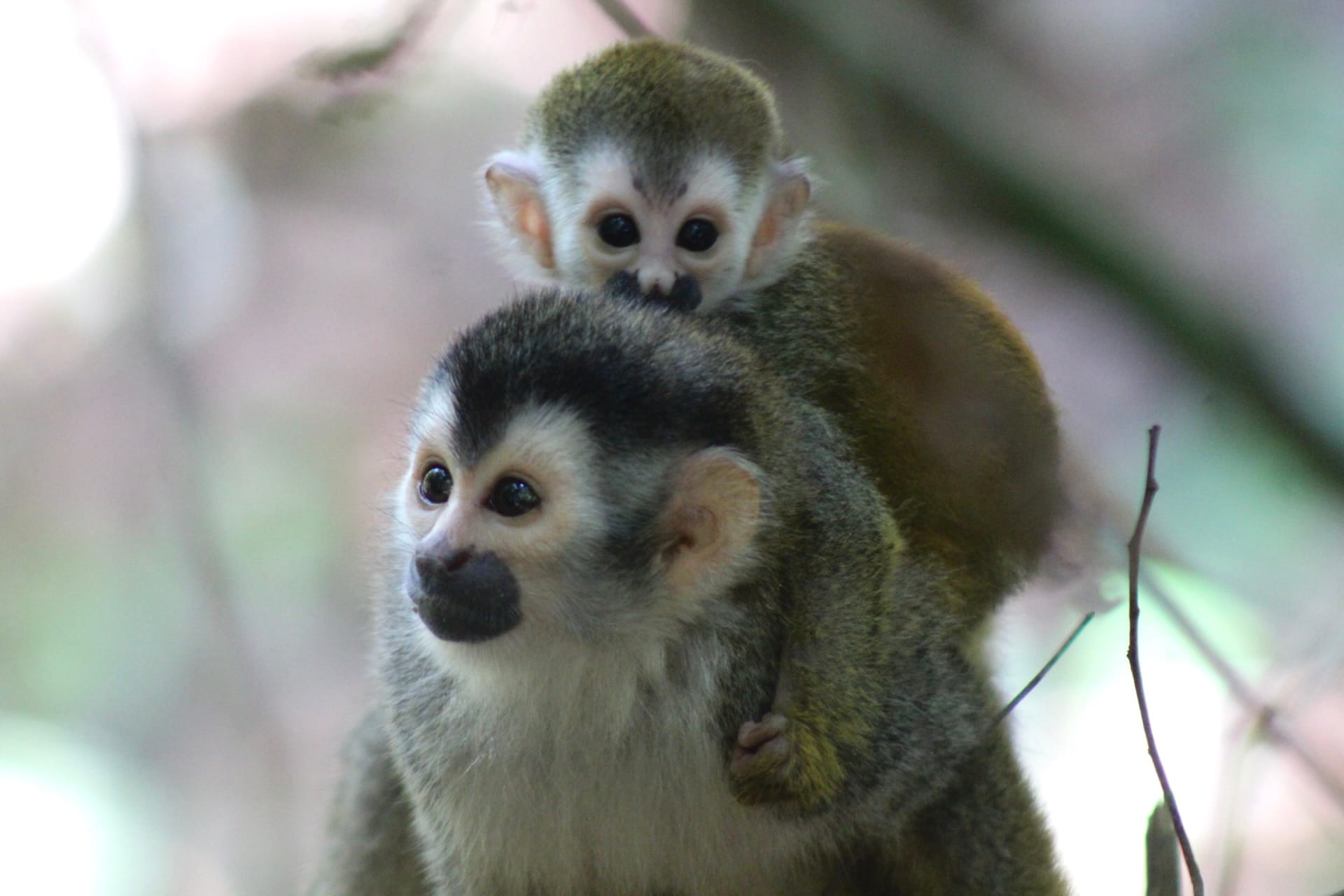 Capuchin monkeys in Manuel Antonio National Park Costa Rica