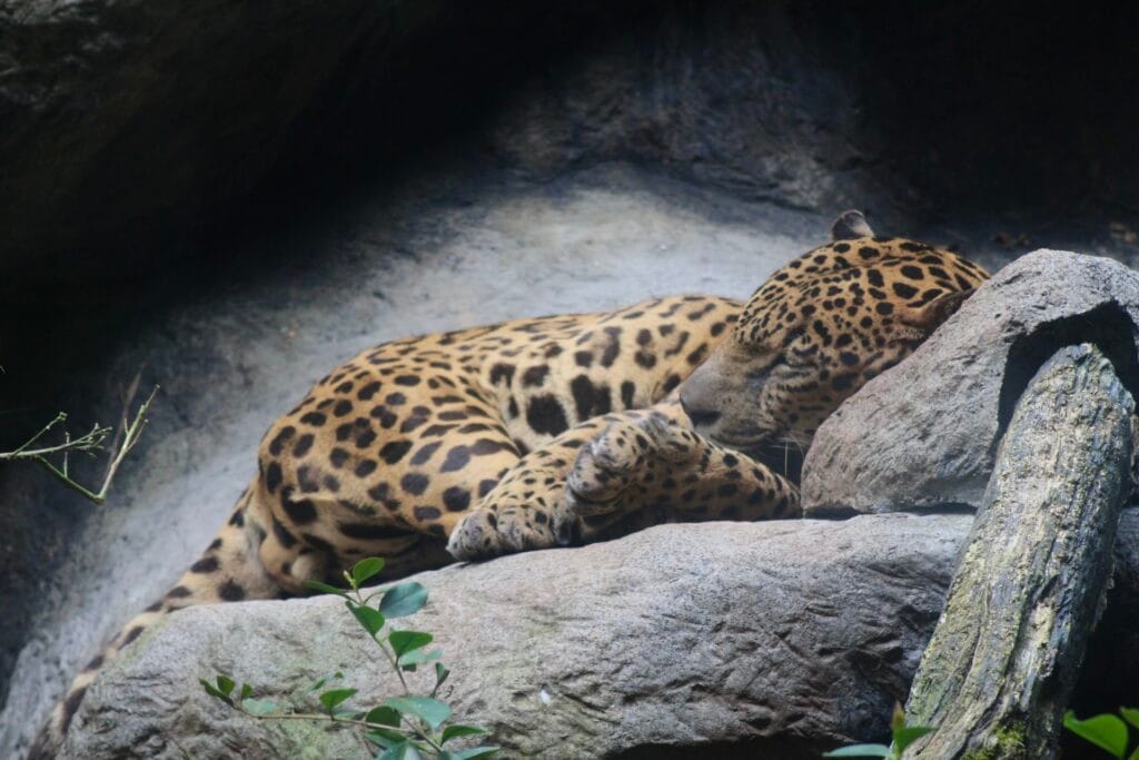 Jaguar resting at La Paz Waterfall Gardens wildlife refuge near Poás Volcano, Costa Rica