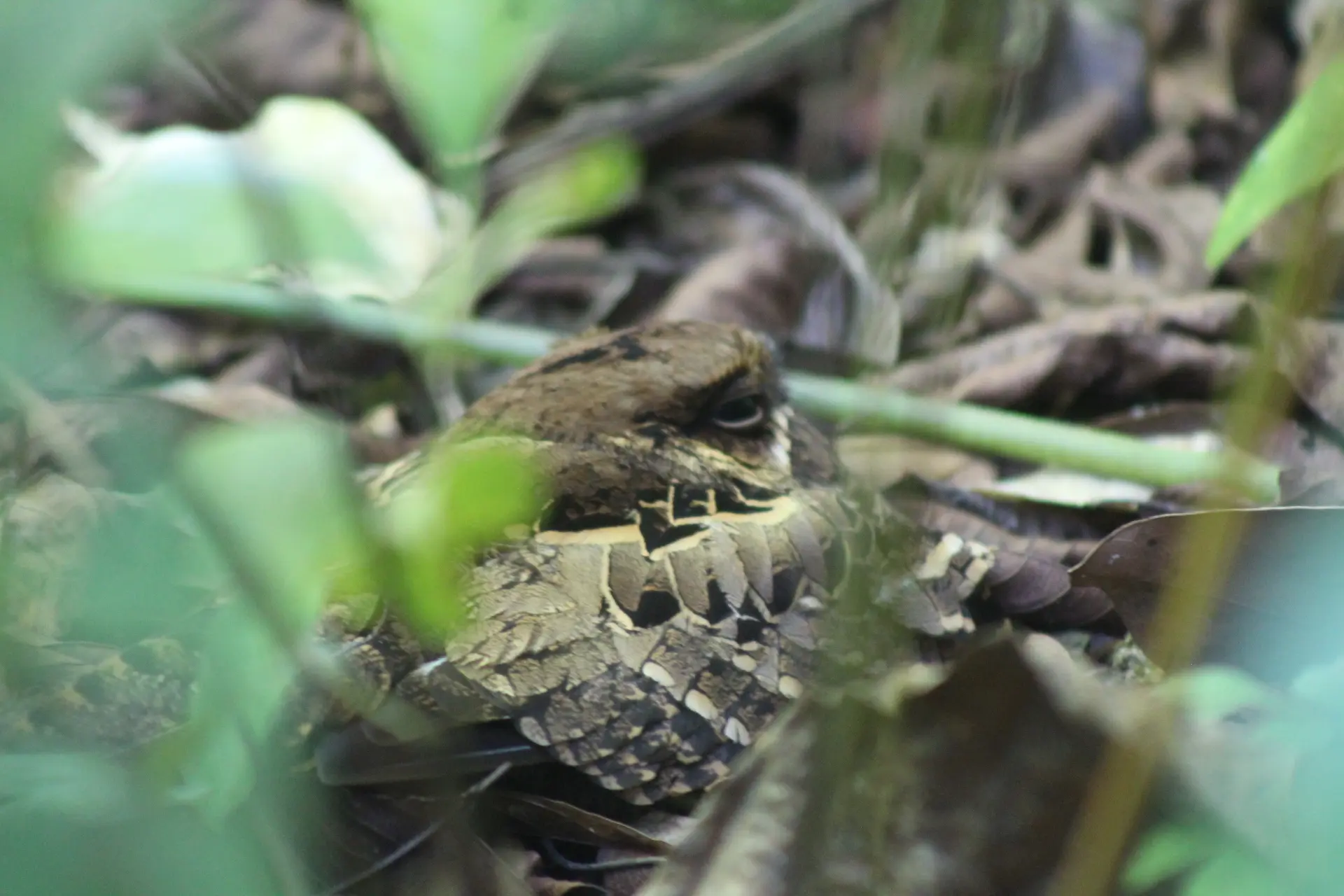 Camouflaged bird resting on the forest floor in Manuel Antonio National Park Costa Rica