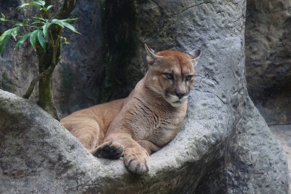 Puma resting at La Paz Waterfall Gardens wildlife sanctuary near Poás Volcano, Costa Rica