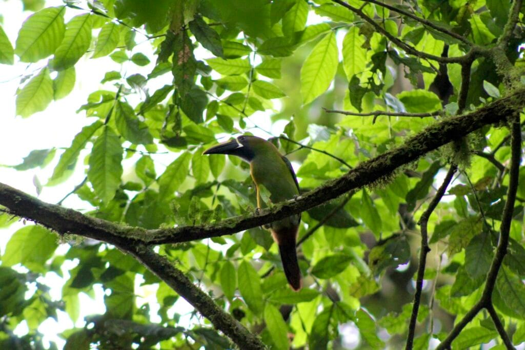 Rainforest bird perched on a branch at La Paz Waterfall Gardens near Poás Volcano, Costa Rica