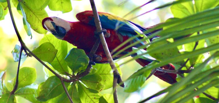 Scarlet macaw perched in a tree at Carara National Park near Jaco Costa Rica