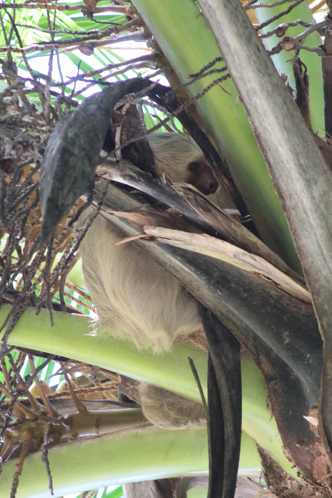 Sloth resting in a tree in Manuel Antonio National Park Costa Rica