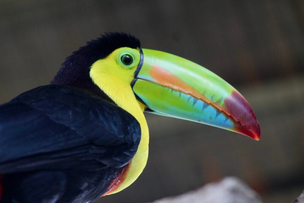 Close-up of toucan at La Paz Waterfall Gardens near Poás Volcano in Costa Rica