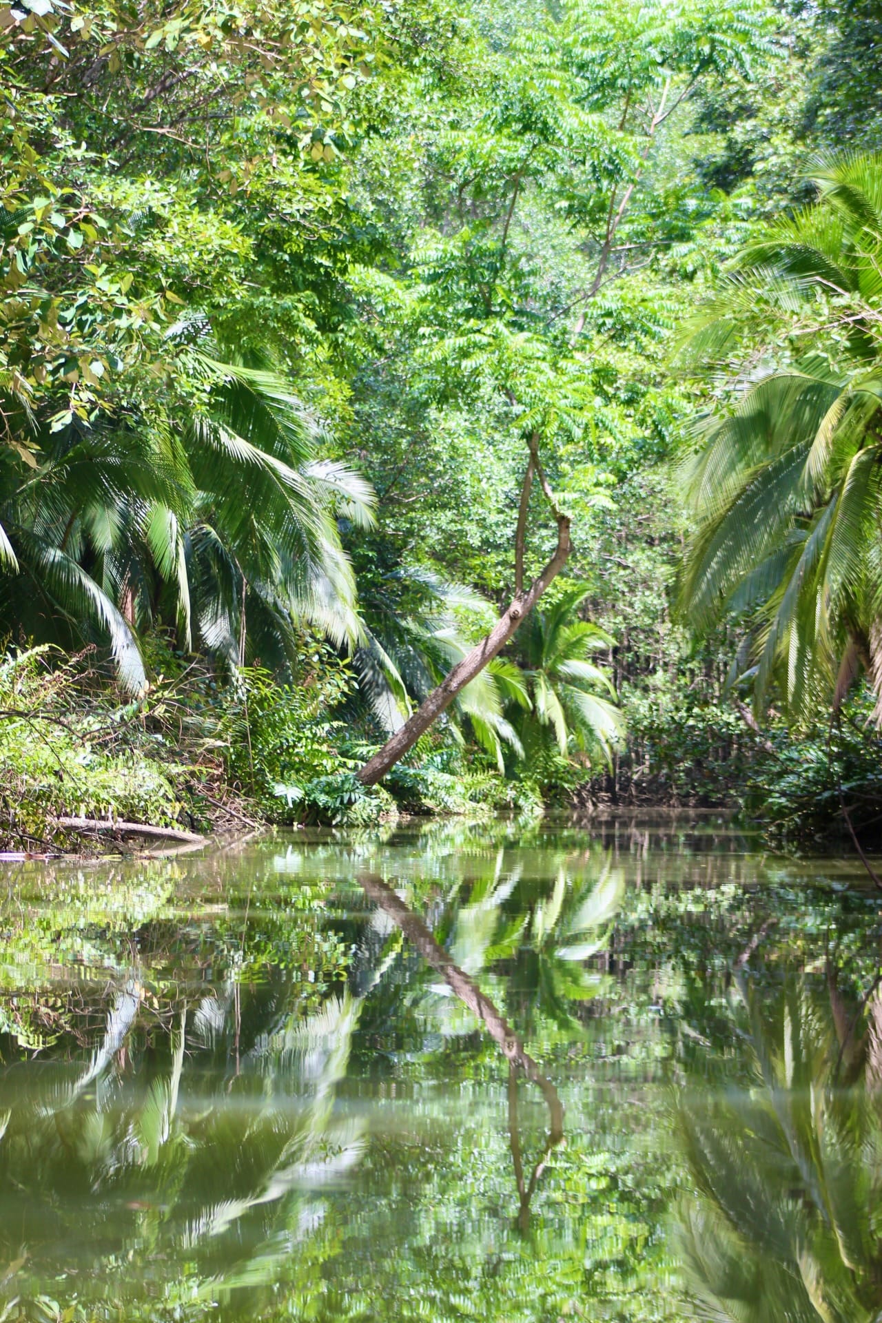 Tropical mangrove forest landscape near Jaco Costa Rica
