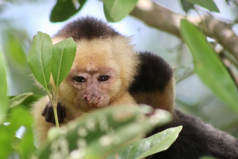 Young white-faced capuchin monkey in the mangroves of Costa Rica
