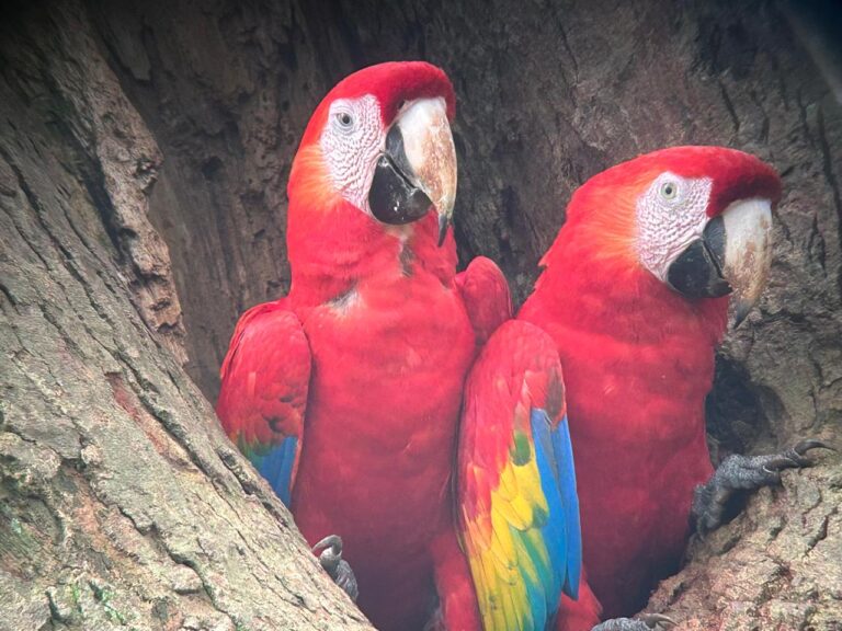 Scarlet macaw (NC_ Ara Macao)
