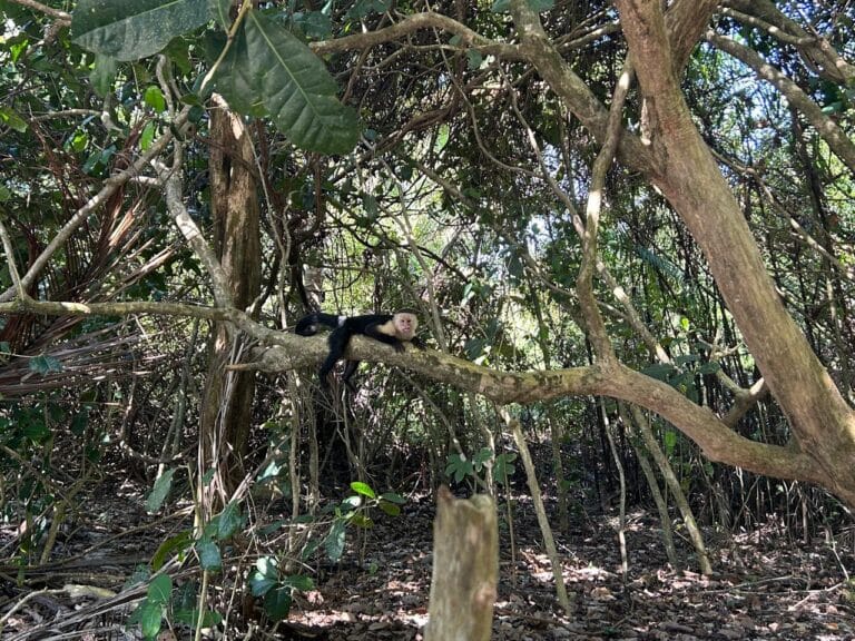 monkey hanging from tree in manuel antonio park