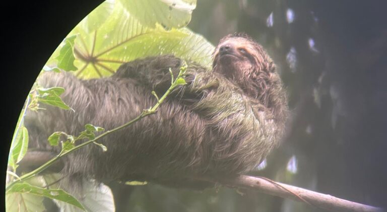 Sloth in Tree at Manuel Antonio Park