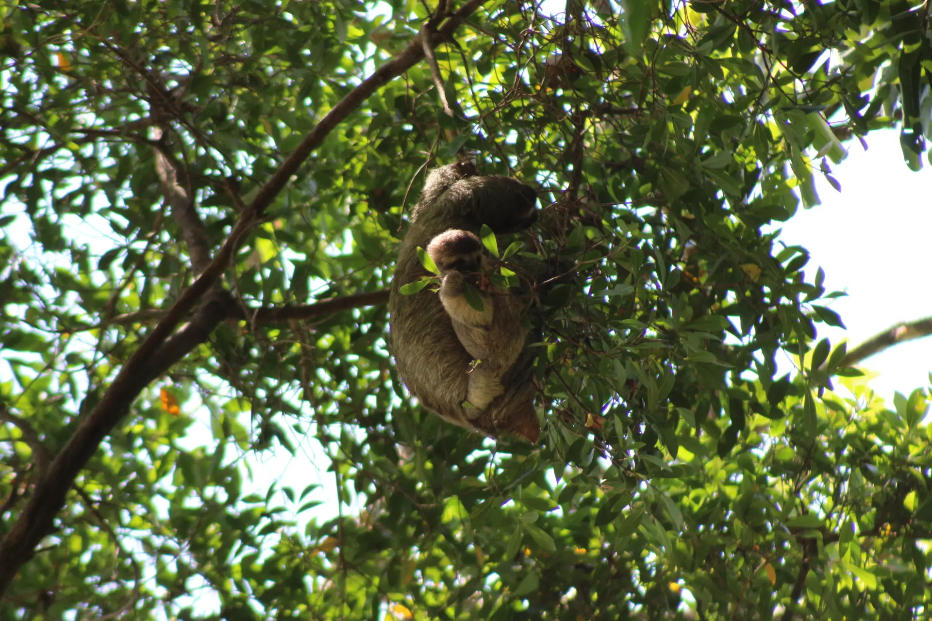 Sloth eating leaves in Manuel Antonio National Park Costa Rica