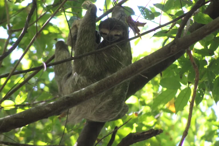Sloth resting on a tree branch in Manuel Antonio National Park Costa Rica