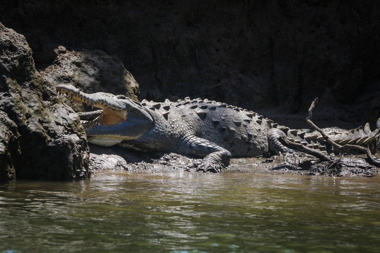 Multiple crocodiles sunning on rocks along the Tarcoles River during a guided wildlife tour.