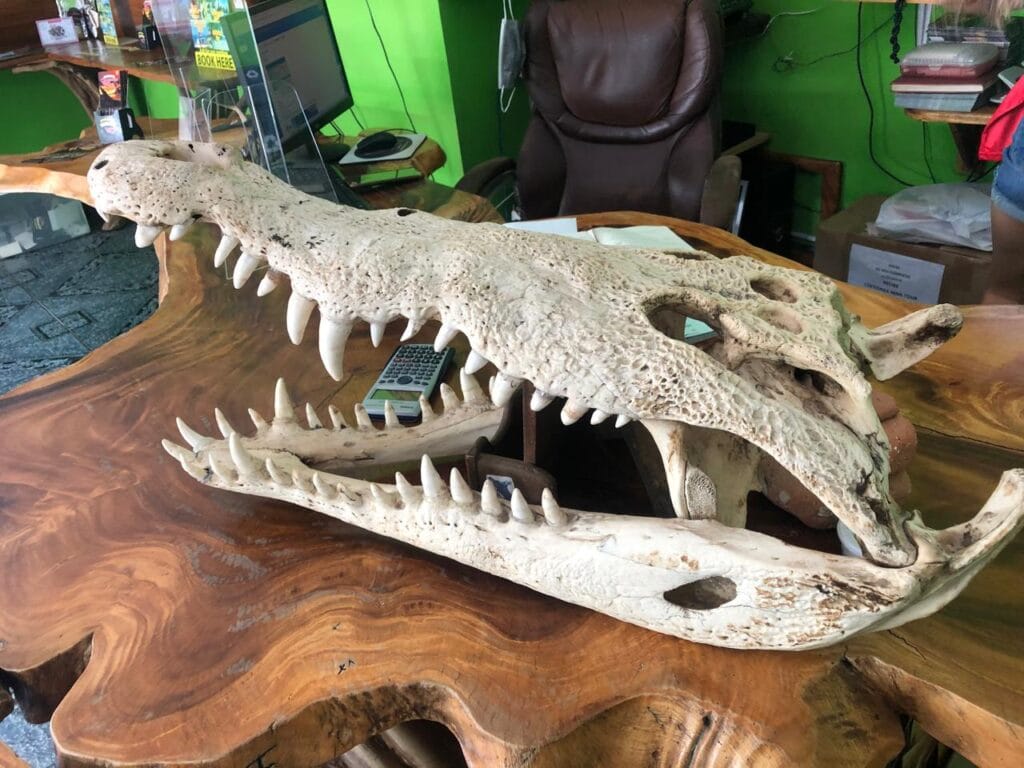Close-up of a crocodile skull on display in a local tour office near Jaco, Costa Rica.