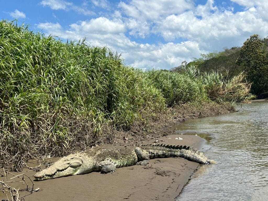 Large crocodile resting on a muddy riverbank along the Tarcoles River in Costa Rica under a blue sky.
