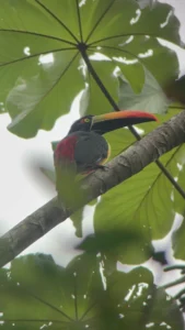 fiery-billed-aracari-toucan-jaco-costa-rica