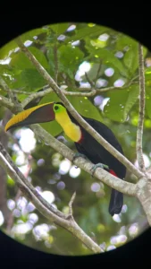 Keel-billed Toucan perched on a branch at Manuel Antonio National Park during the Jiu Jitsu retreat in Costa Rica