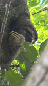 Three-toed sloth resting in the trees at Manuel Antonio National Park during the Jiu Jitsu retreat in Costa Rica