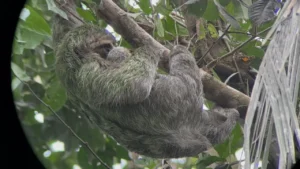 three-toed-sloth-tree-manuel-antonio-bjj-retreat-costa-rica