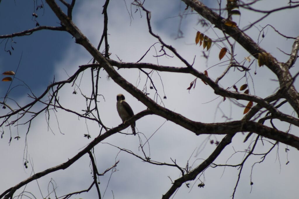 Bird perched near Nauyaca Waterfalls in Costa Rica rainforest