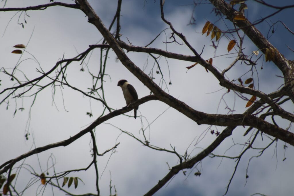 Bird perched near Nauyaca Waterfalls in Costa Rica rainforest