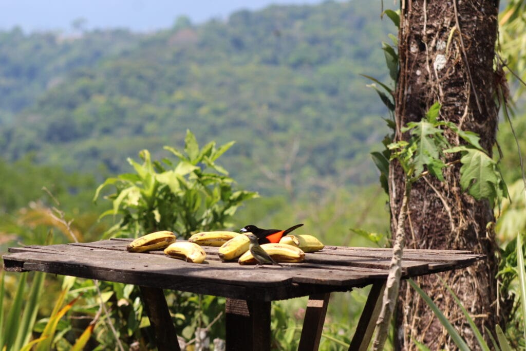 Fresh tropical fruit served during a Nauyaca Waterfall tour in Costa Rica