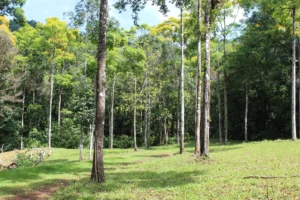 Rainforest area visited during a Jaco waterfall tour in Costa Rica