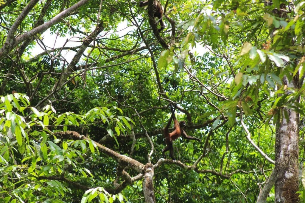 Spider monkey in trees near Jaco Costa Rica during a nature tour