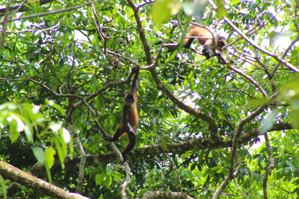 Spider monkeys in trees during a Jaco waterfall tour in Costa Rica