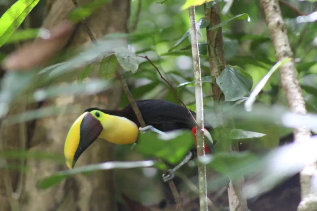 Toucan spotted in the rainforest during a Jaco waterfall tour in Costa Rica