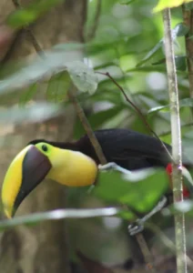 Toucan spotted in the rainforest during a Jaco waterfall tour in Costa Rica
