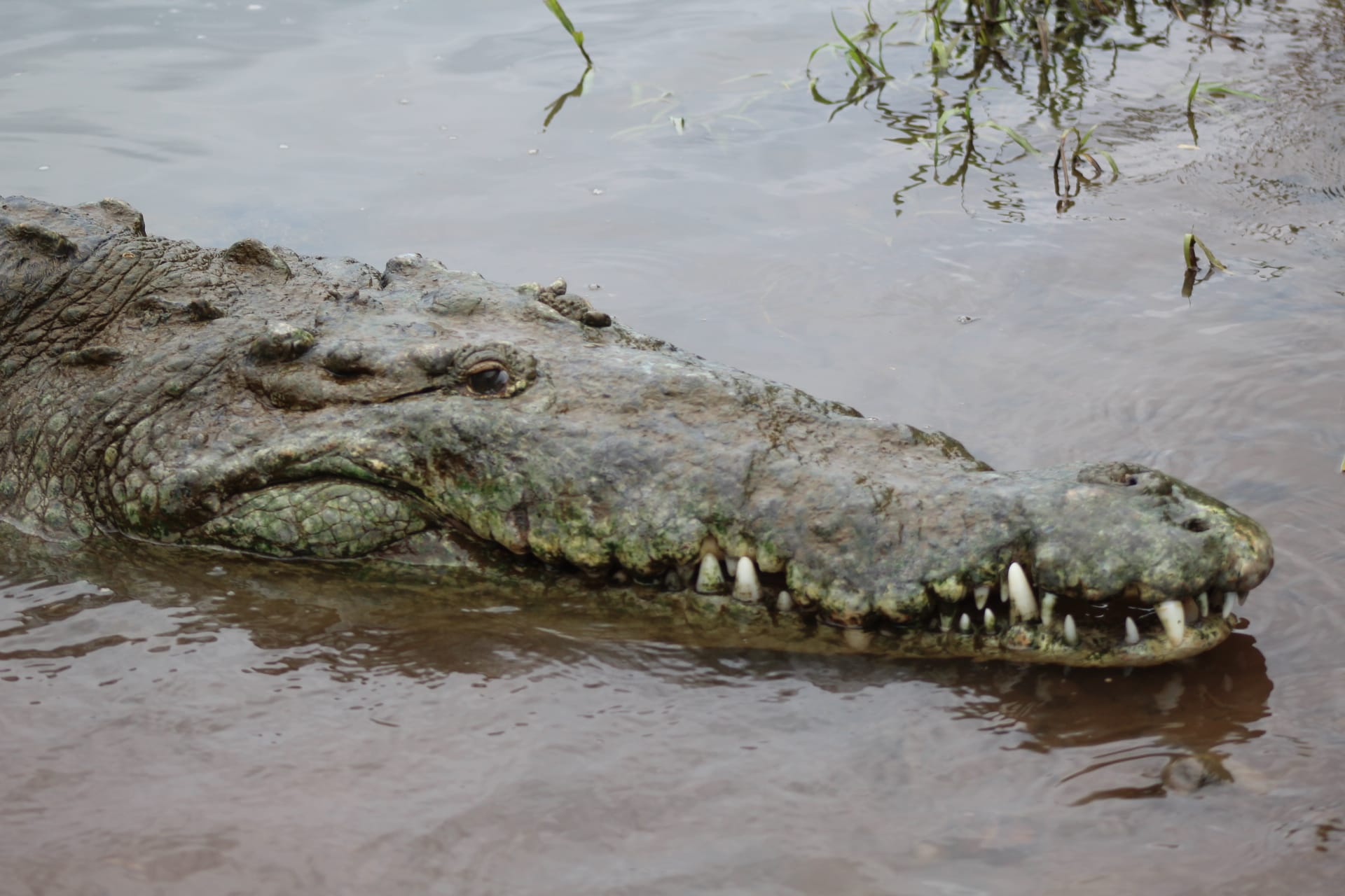 Close encounter with an American crocodile on the Tarcoles River