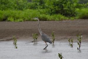 Great blue heron along the Tarcoles River in Costa Rica