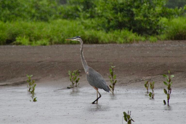 Great blue heron along the Tarcoles River in Costa Rica