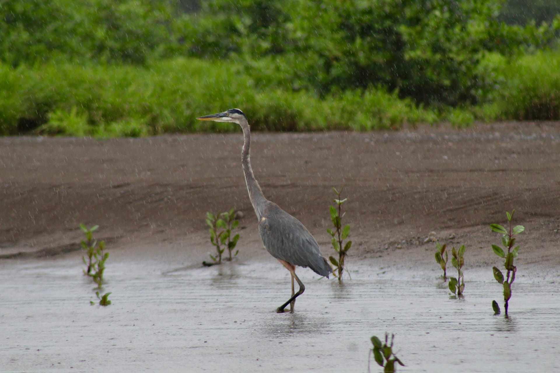 Great blue heron along the Tarcoles River in Costa Rica