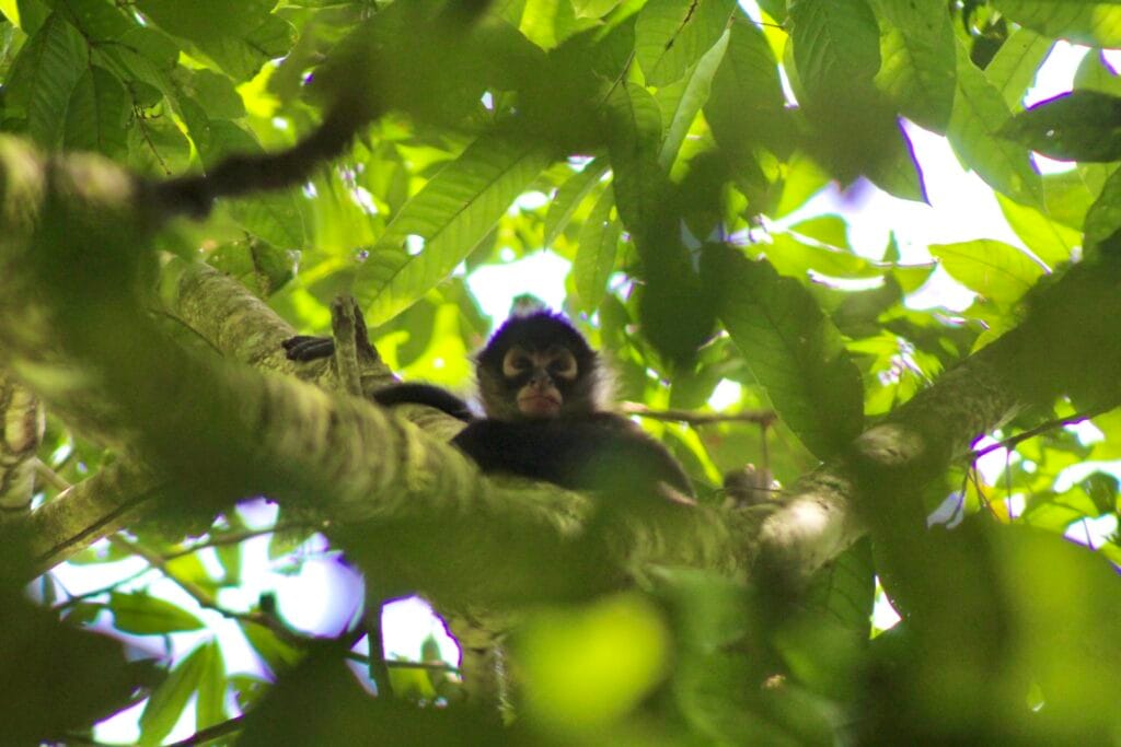 Spider monkey high in the rainforest canopy in Costa Rica
