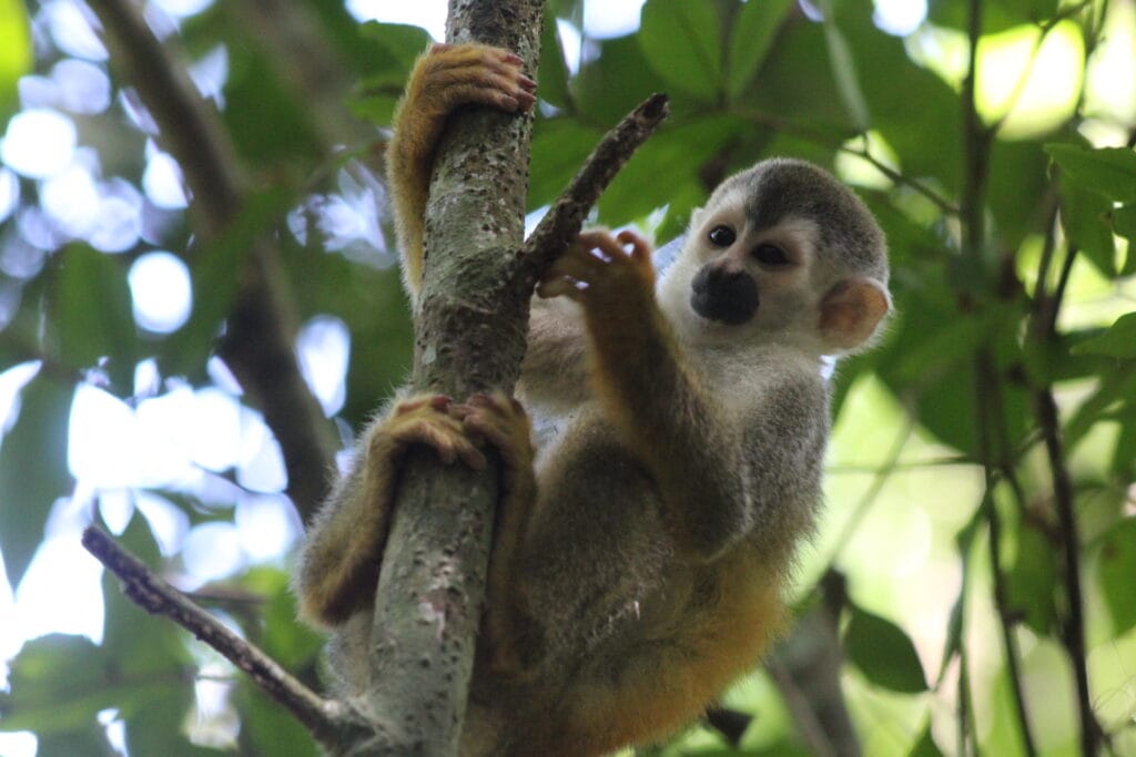 Central American squirrel monkey climbing a tree in Costa Rica